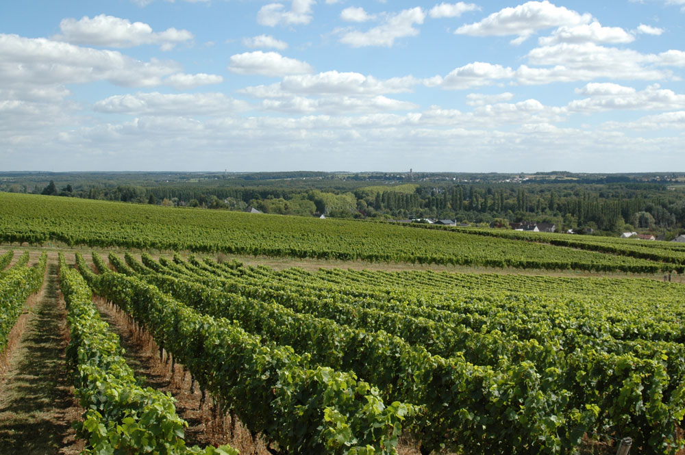 rillettes de tours igp